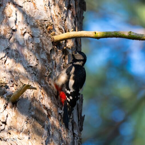 Great Spotted Woodpecker at Nonsuch Park