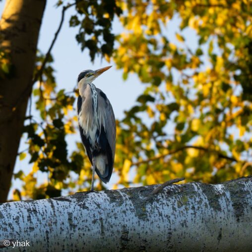 Grey Heron at Nonsuch Park