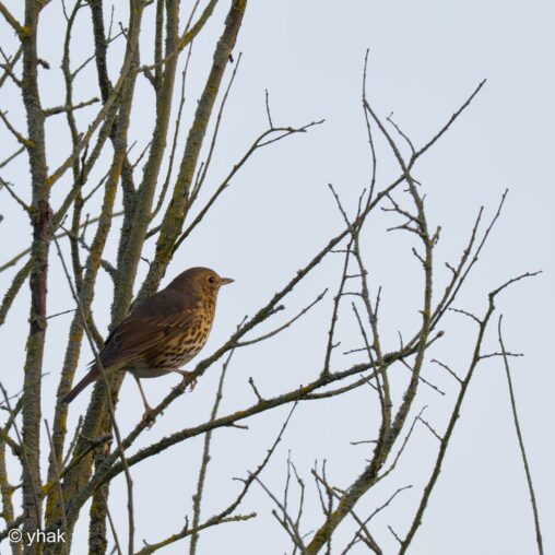 Song Thrush at Nonsuch Park