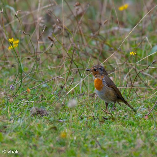 Song Thrush at Abergavenny