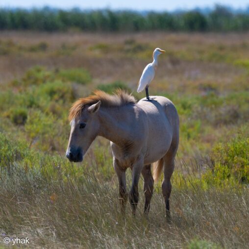 Cattle Egret at Camargue