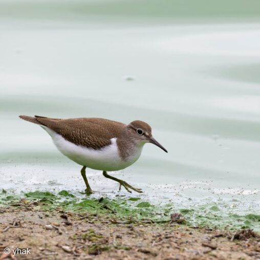 Common Sandpiper at Parc du Marquenterre