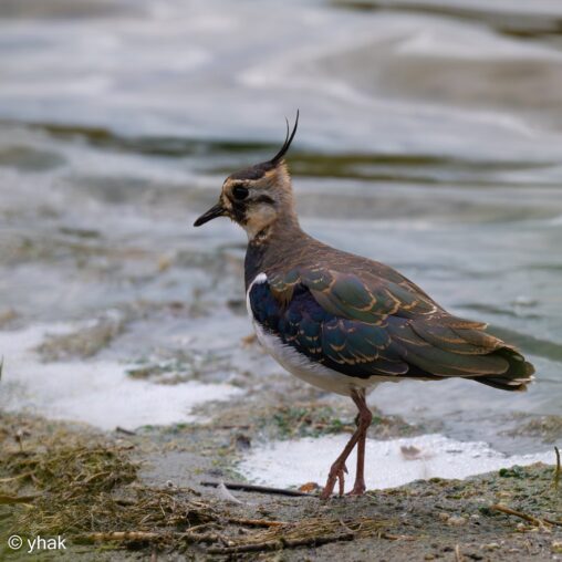 Lapwing at Parc du Marquenterre