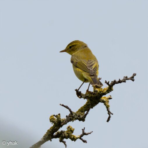 Chiffchaff at Maris-Vernier