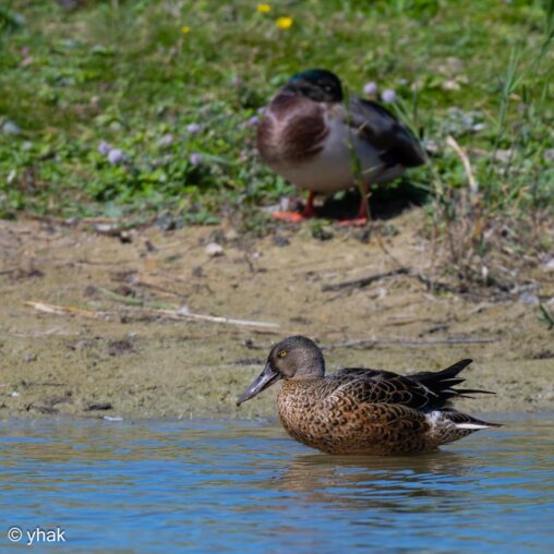 Shoveler at Parc du Marquenterre