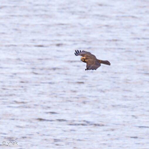 Marsh Harrier at Sainte-Opportune-la-Mare