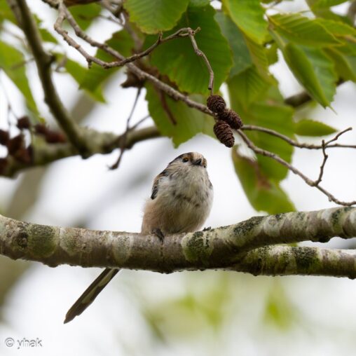 Long-Tailed Tit at Berville-sur-Seine