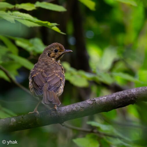 Song Thrush at Happy Valley