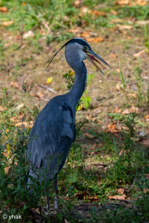 Grey Heron at Regents Park