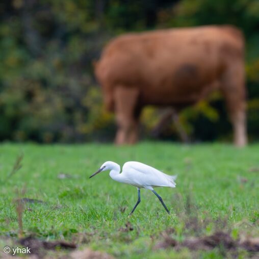 Little Egret at Norbury Park