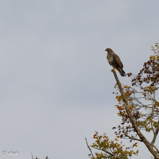 Common Buzzard at Norbury Park
