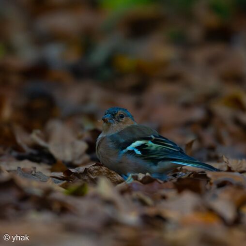 Chaffinch at Norbury Park