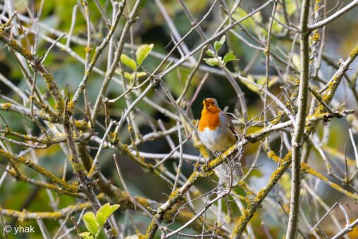 Robin at Norbury Park