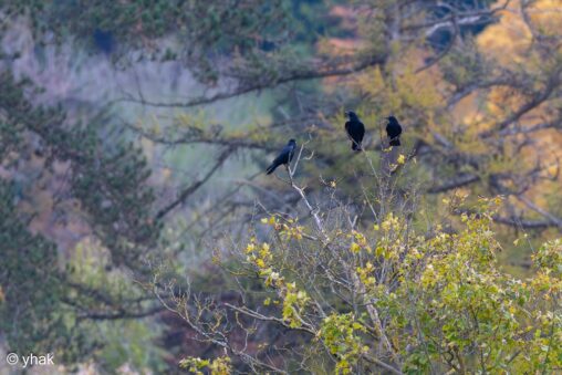 Carrion Crow at Norbury Park
