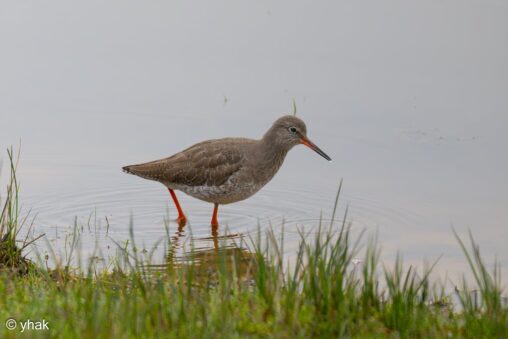 Redshank at RSPB Pulborough Brooks