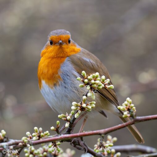 Robin at RSPB Pulborough Brooks