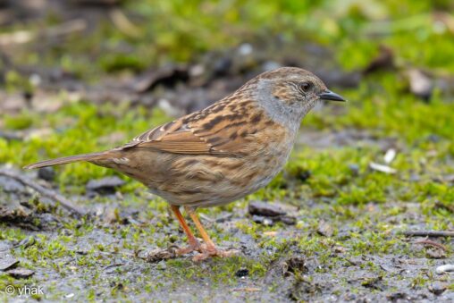 Dunnock at RSPB Pulborough Brooks