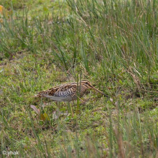 Snipe at RSPB Pulborough Brooks