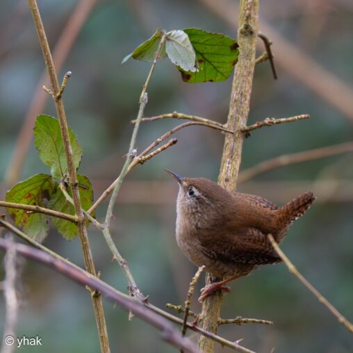 Wren at RSPB Pulborough Brooks