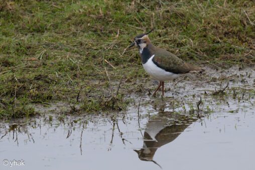 Lapwing at RSPB Pulborough Brooks