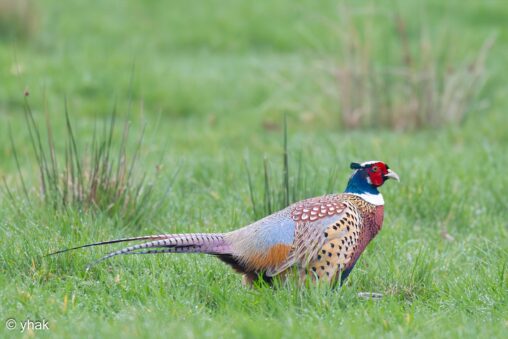 Pheasant at RSPB Pulborough Brooks