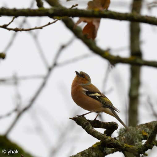 Chaffinch at RSPB Pulborough Brooks