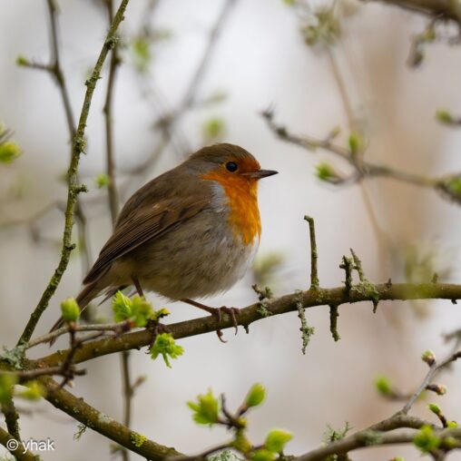 Robin at RSPB Pulborough Brooks