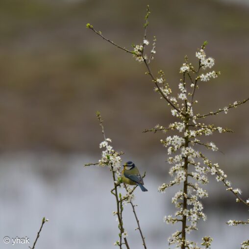 Blue Tit at RSPB Pulborough Brooks