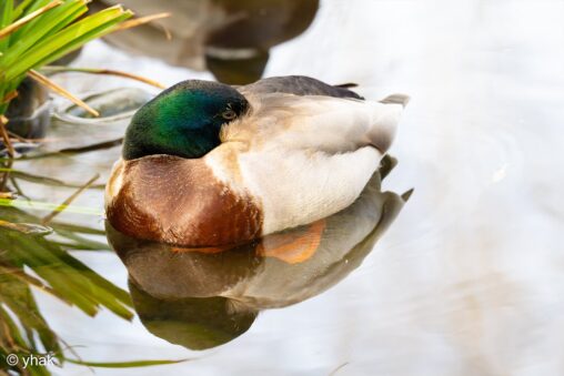 Mallard at WWT London