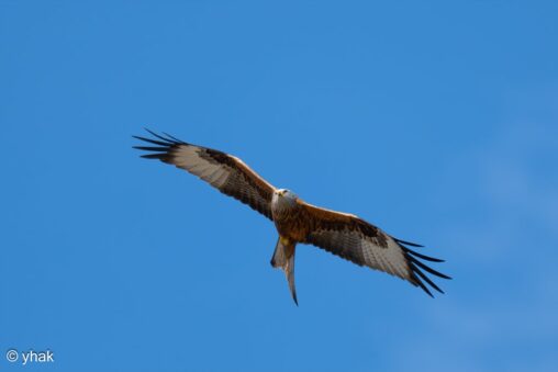 Red Kite at Riverside Nature Reserve