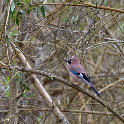 Jay at Sevenoaks Wildlife Reserve