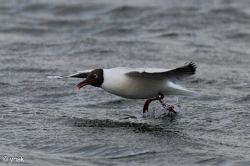Black-headed Gull at Sevenoaks Wildlife Reserve