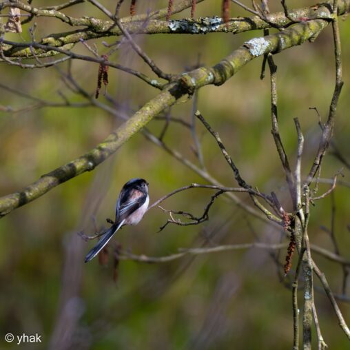 Long-tailed Tit at Sevenoaks Wildlife Reserve
