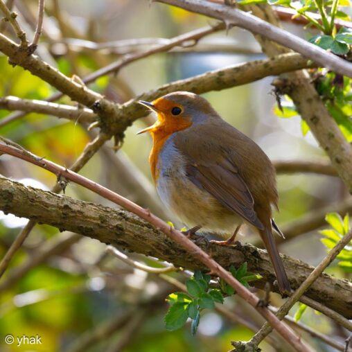 Robin at Sevenoaks Wildlife Reserve
