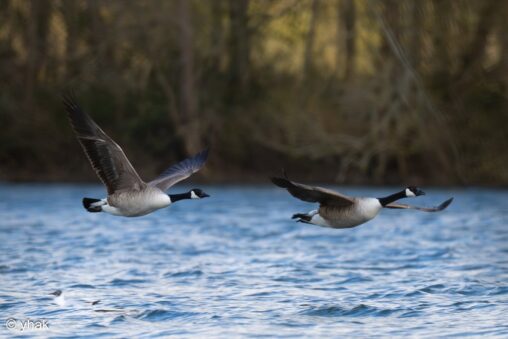 Canada Goose at Sevenoaks Wildlife Reserve