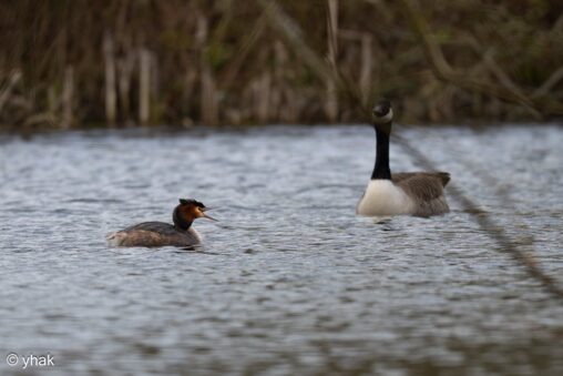 Great Crested Grebe at Sevenoaks Wildlife Reserve