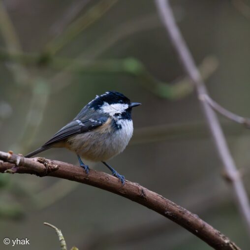 Coal Tit at RHS Wisley