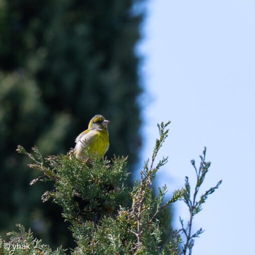 Greenfinch at Kalami