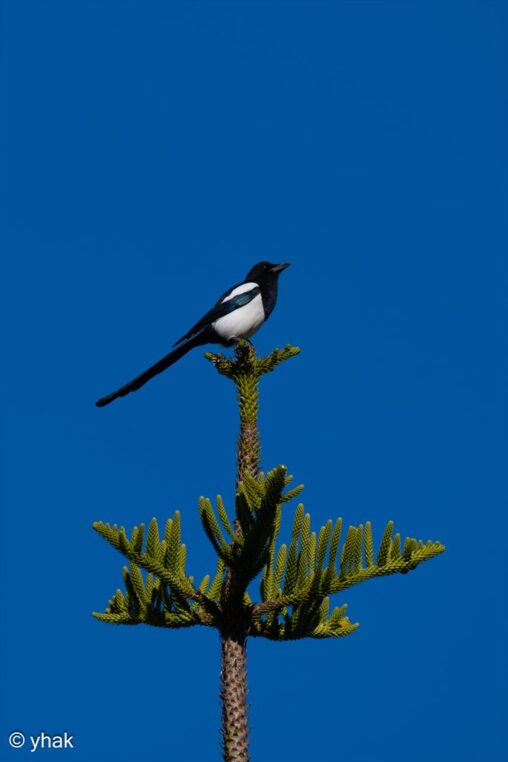 Magpie at Kalami