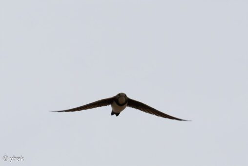 Alpine Swift at Corfu Town