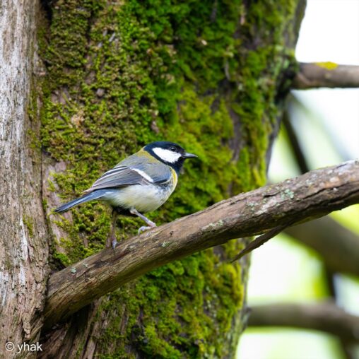 Great Tit at Mon Repos Estate