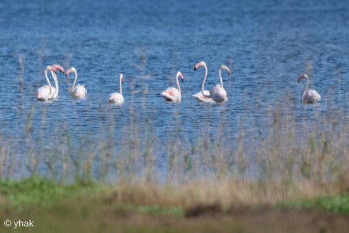 Greater Flamingo at Korission Lagoon
