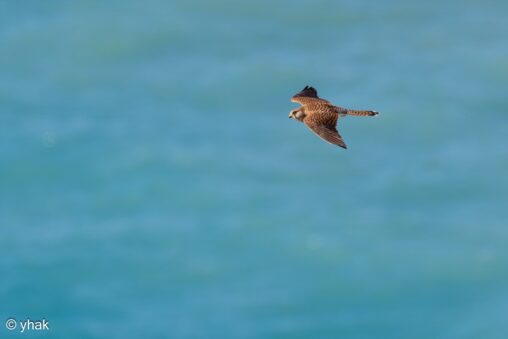 Kestrel at Cape Drastis