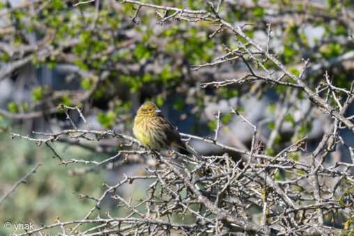 Cirl Bunting at Mount Pantokrator