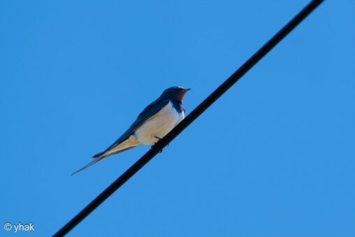 Barn Swallow at Paleokastritsa