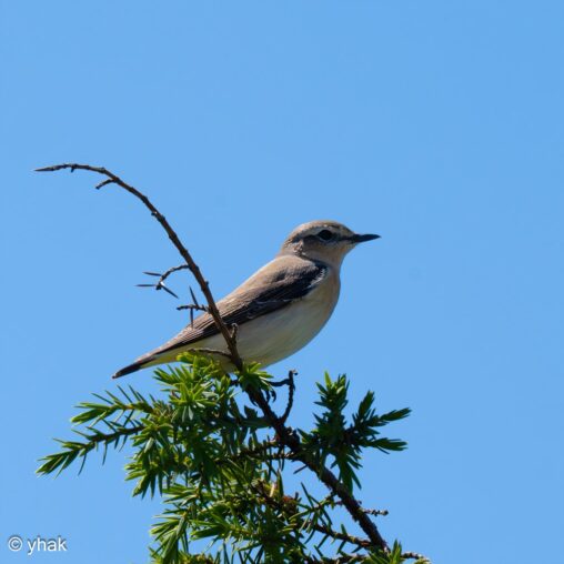 Wheatear at Cape Agia Ekaterinis
