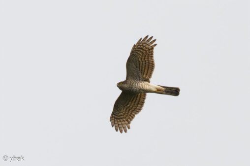 Sparrowhawk at Spartilas
