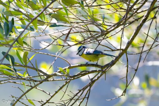 Blue Tit at Agios Markos