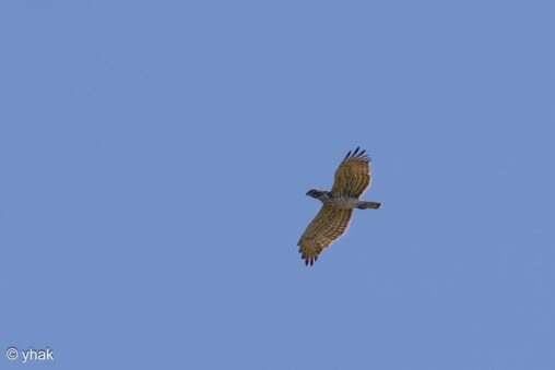 Short-toed Eagle at Aharavi