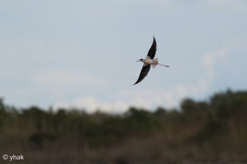 Black-winged Stilt at Korission Lagoon
